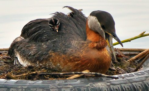 Hooked Red-necked Grebe photo