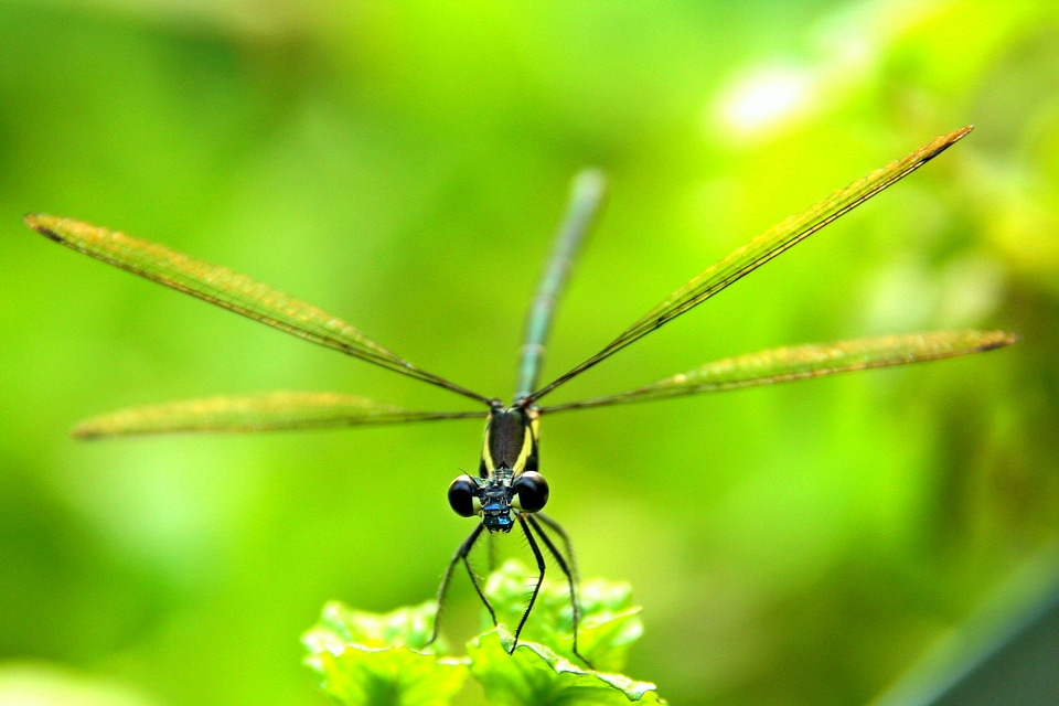 Insect bug natural
