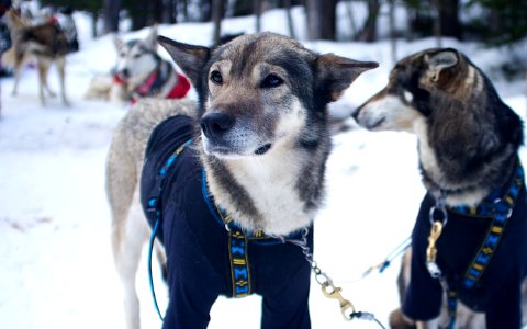 Dog Sledding