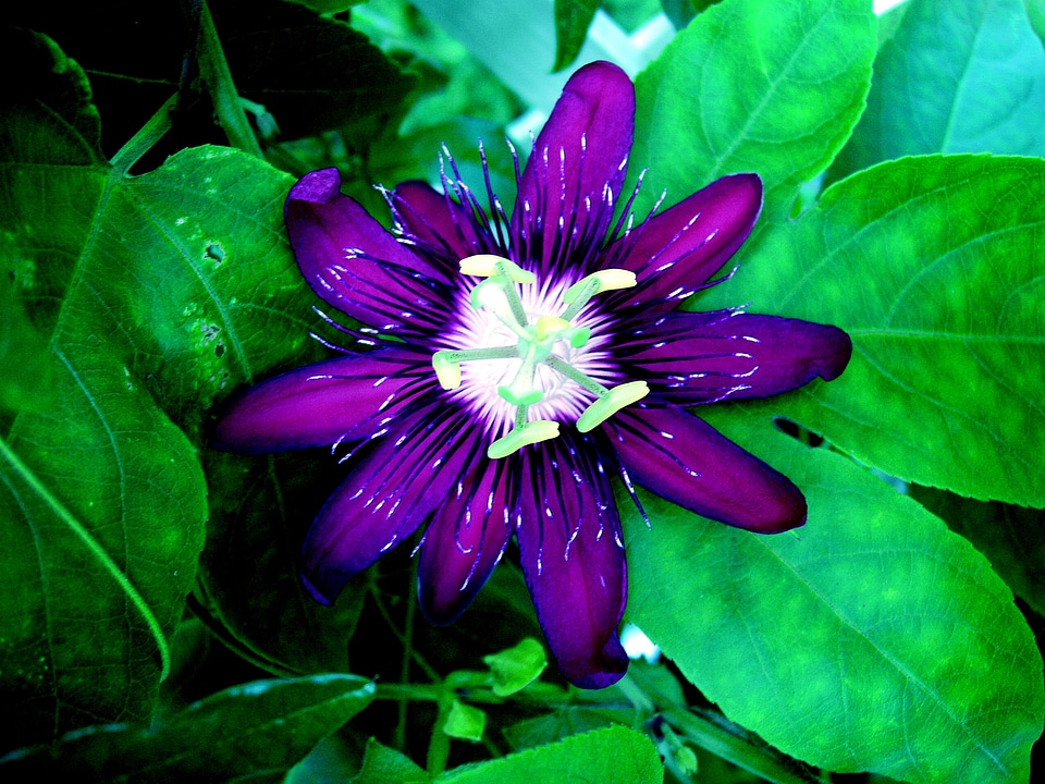 Bloom purple flower feather
