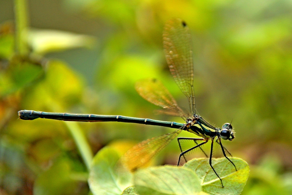 Insect bug dragonfly