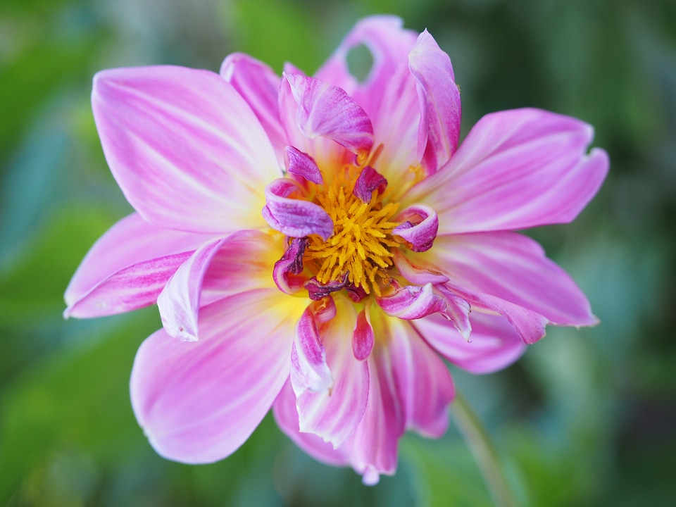 Pink flower georgine photo