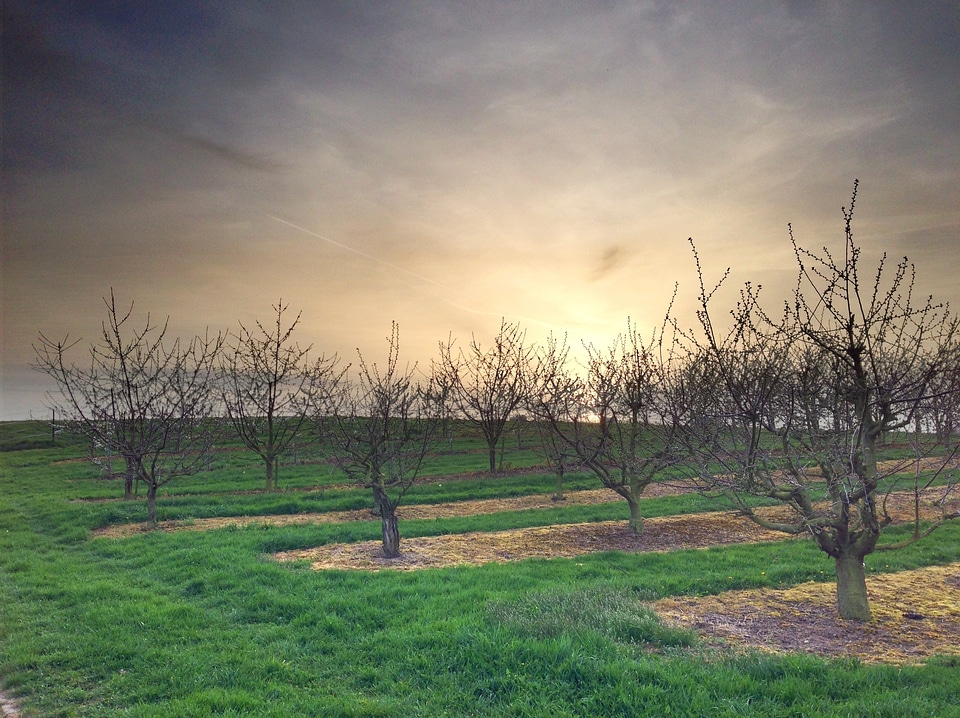 Landscape springtime blossom