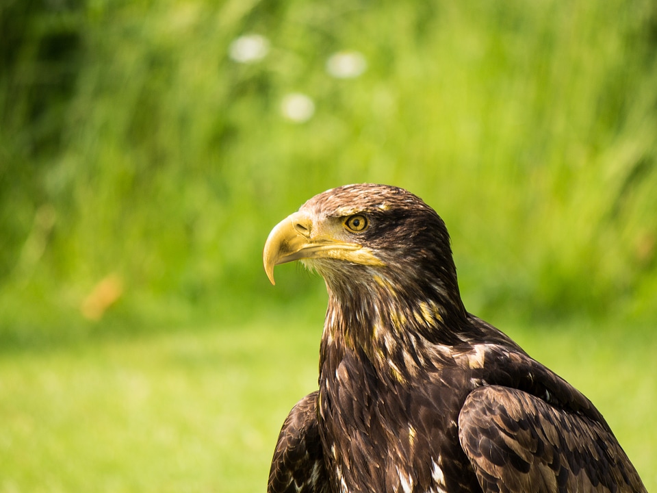 Flying birds raptor