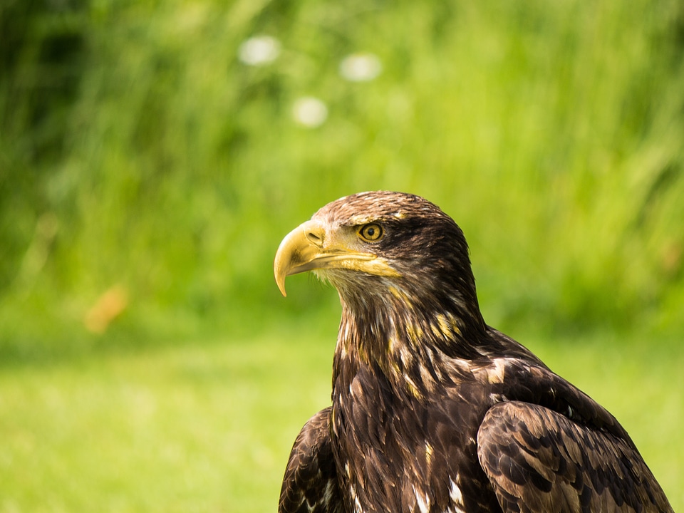 Flying birds raptor photo