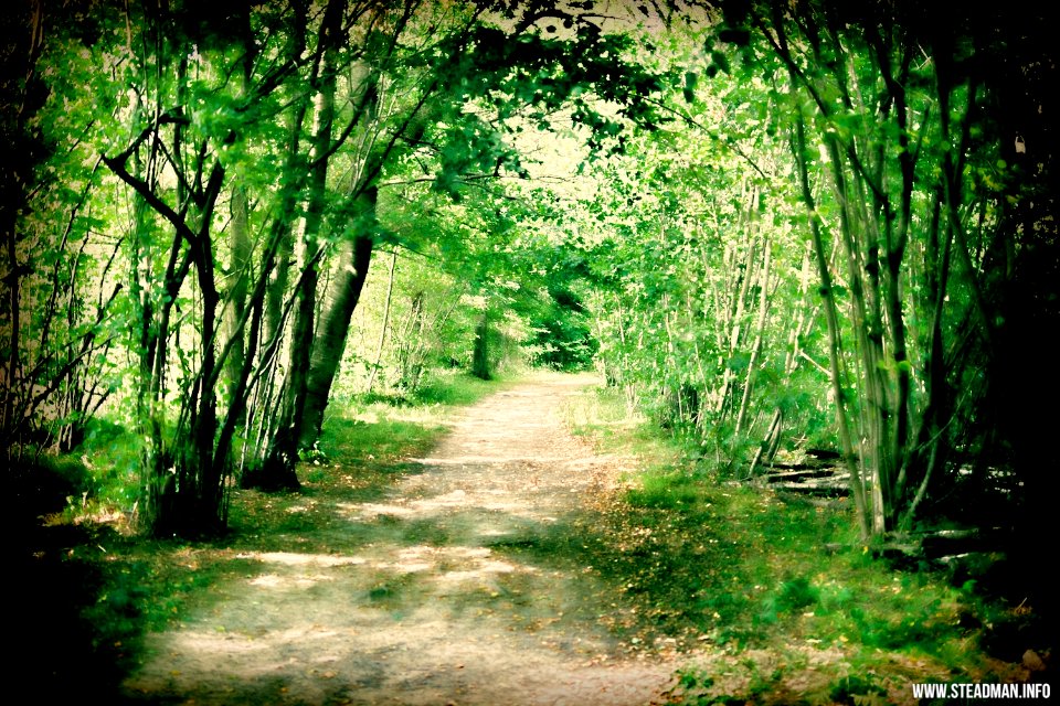 Late Summer Woodland Trail