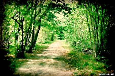 Late Summer Woodland Trail
