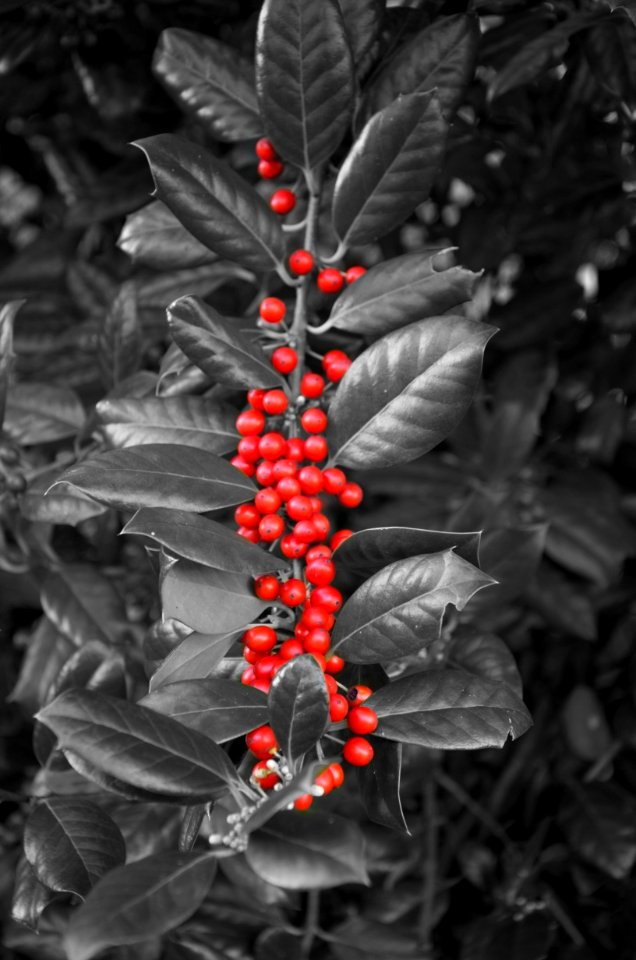 bw holly