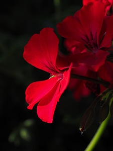 Flowers colorful garden geranium photo