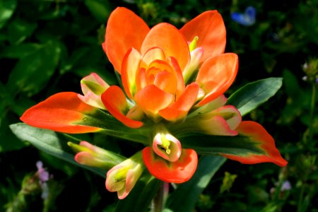 Indian Paintbrush Flower photo