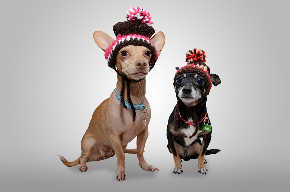 Pet puppy funny dog