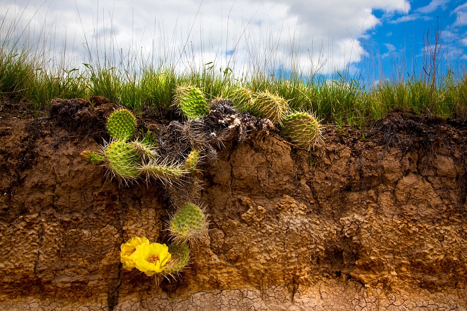 Nature desert brown desert