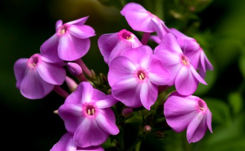 Pink Phlox Flower Cluster