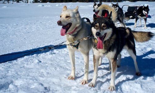 Dog Sledding photo