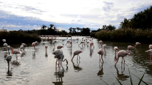 Parc Ornithologique du Pont De Gau