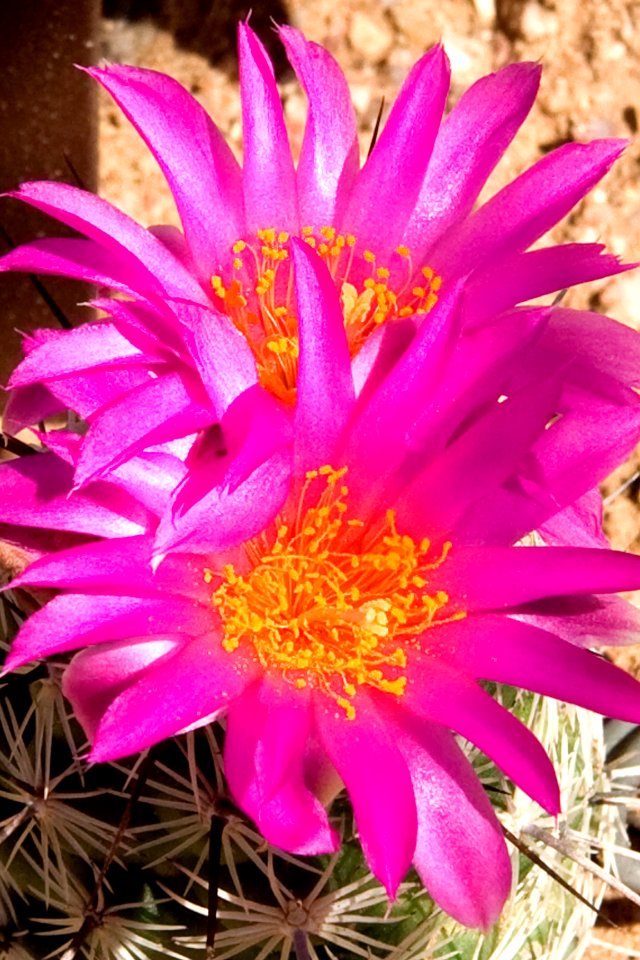 Neolloydia Pink Blooms photo