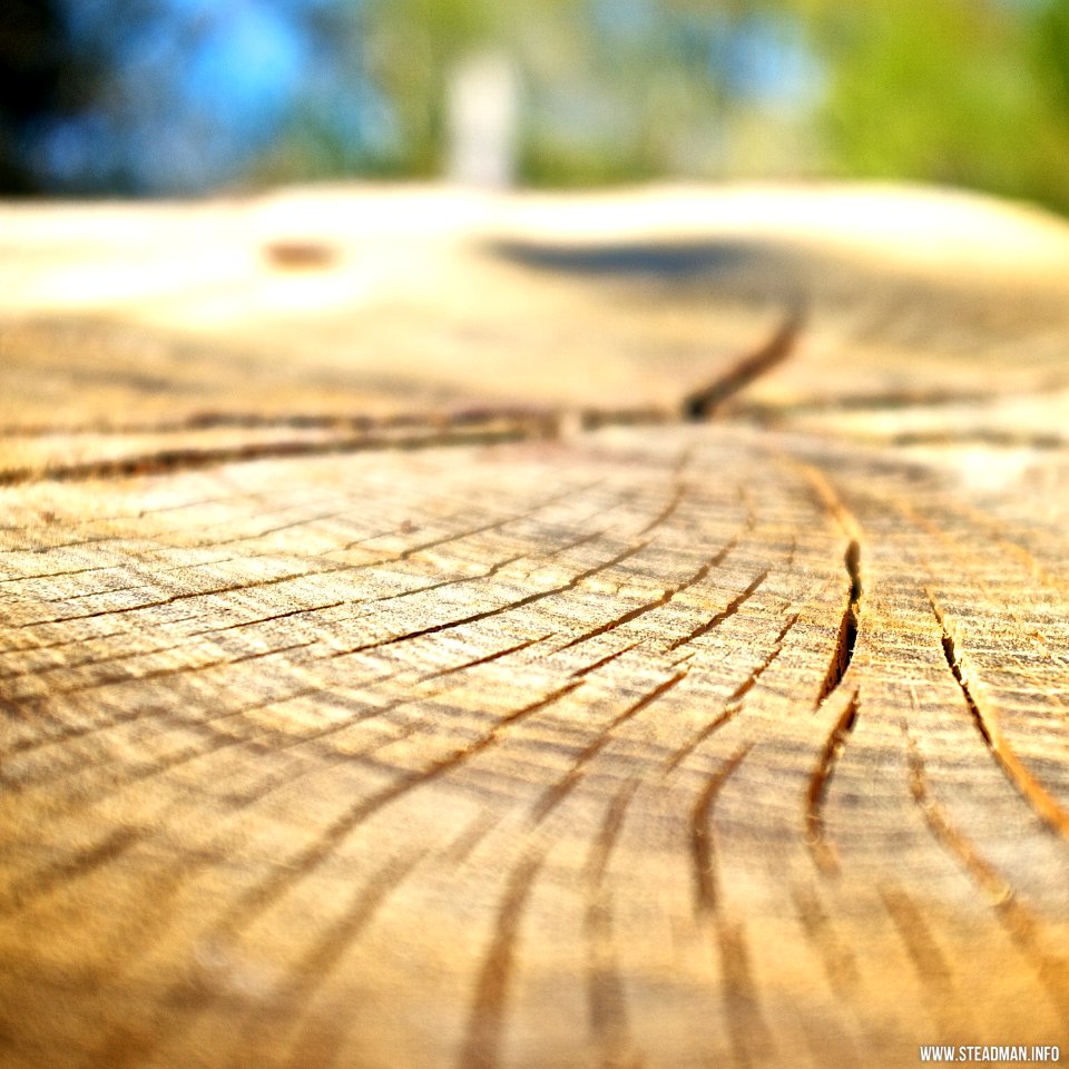 New Forest - Tree Rings