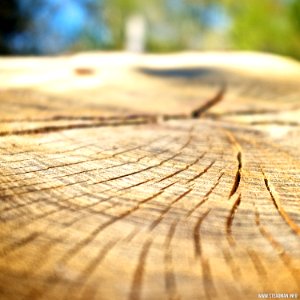 New Forest - Tree Rings