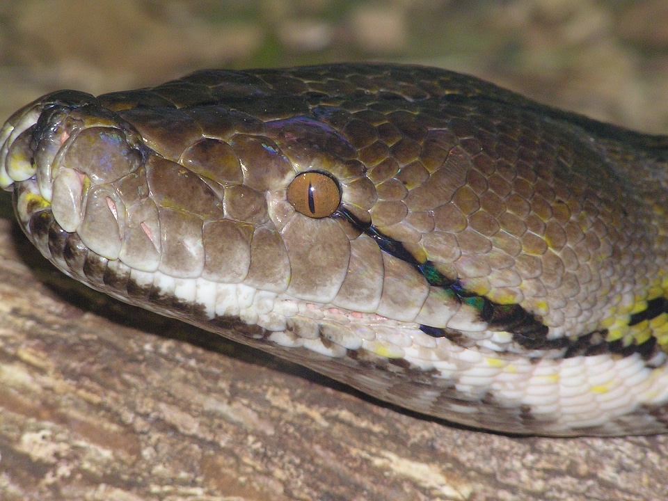 Head emerald brown snake