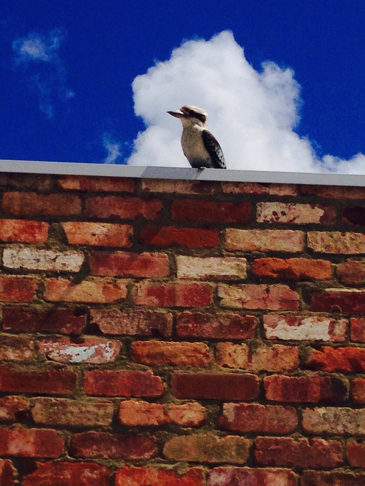 Kookaburra bird australia
