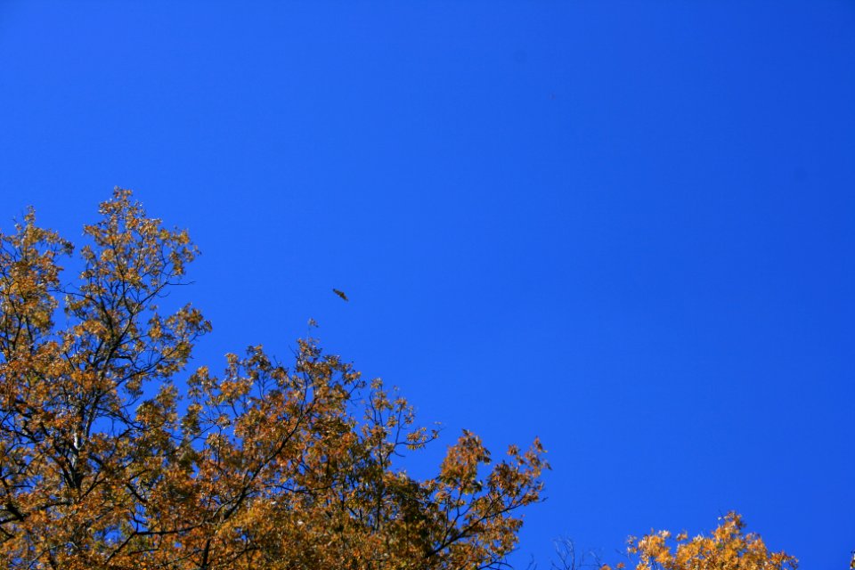 IMG 0811