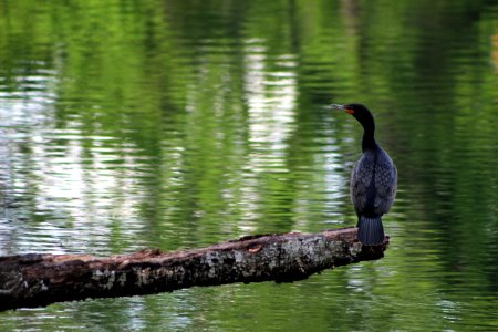 nature,bird blue photo