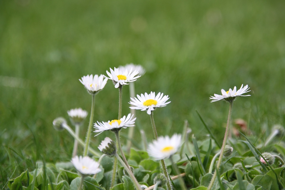 Daisy grow garden
