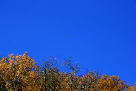 IMG 0810