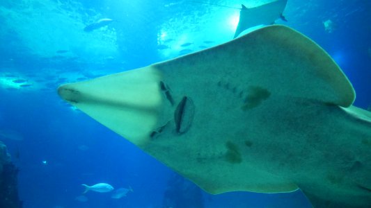 Oceanário de Lisboa