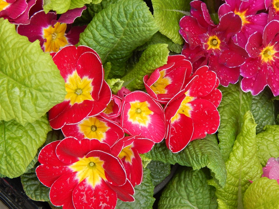 Red pink green
