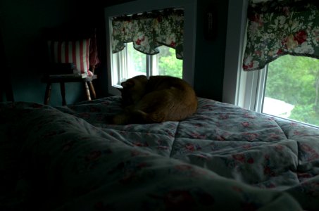 Loyal but aloof dog