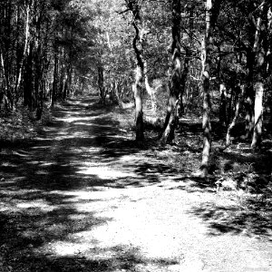 South Farnborough Landscape
