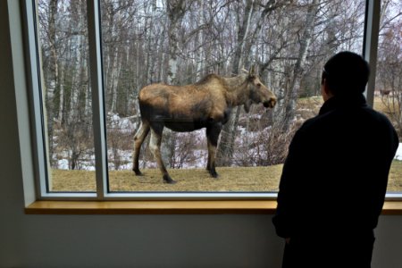 Moose right outside