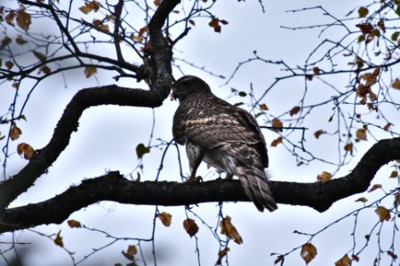 Jolly old hawk