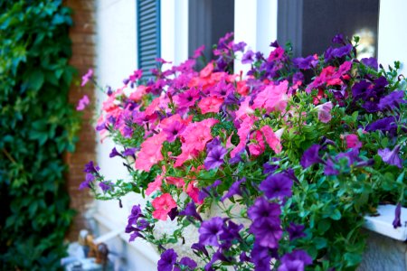 Pink and Purple
