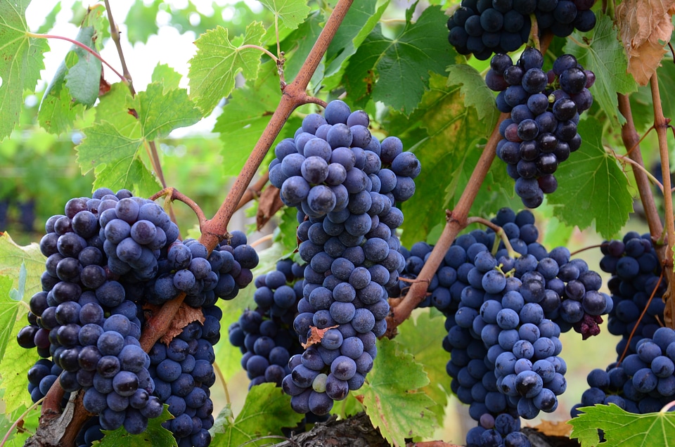 Tuscany agriculture winery
