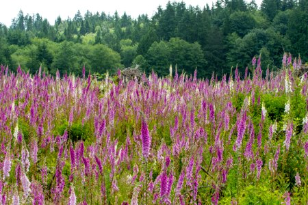 2019-6 Foxglove Farm-3655