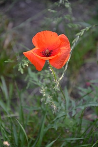 Red poppy flower photo