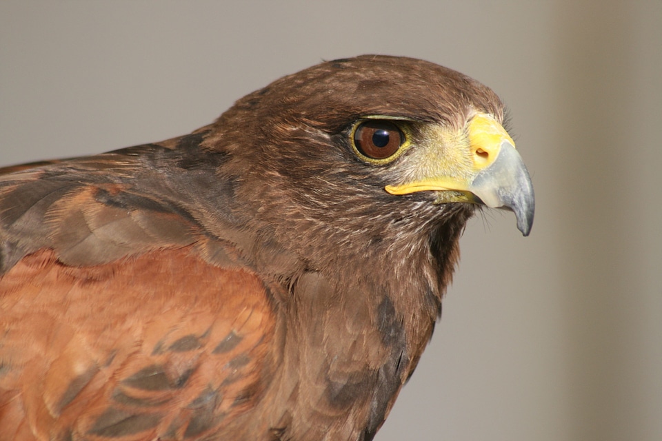 Birds raptor big bill