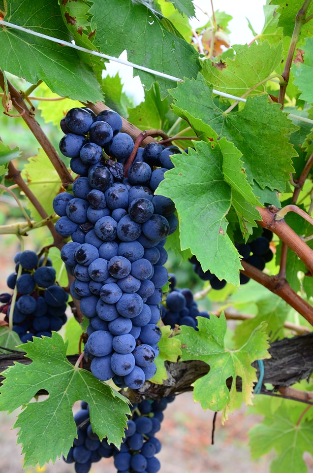 Italy grapevine vine