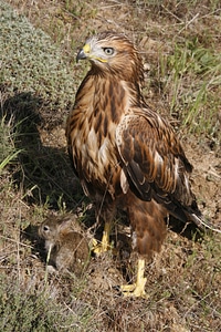 Long-legged buzzard predator wild