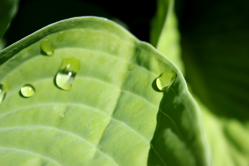 Bead on a leaf