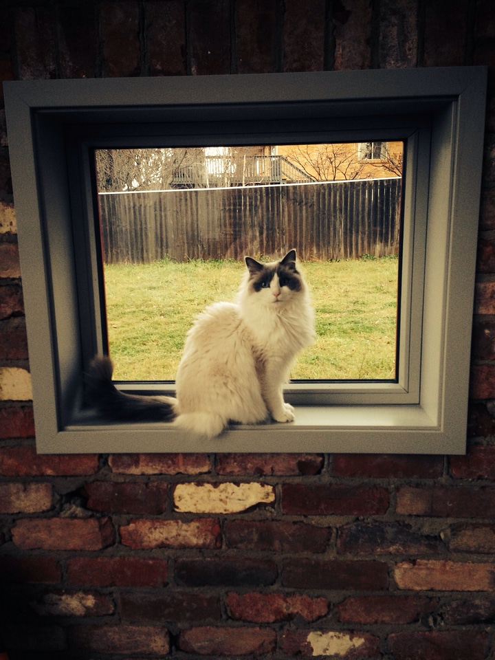 Adorable pet window