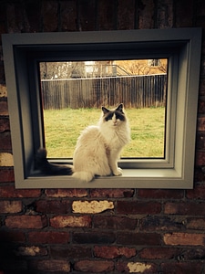 Adorable pet window