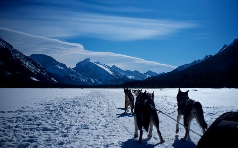 Dog Sledding