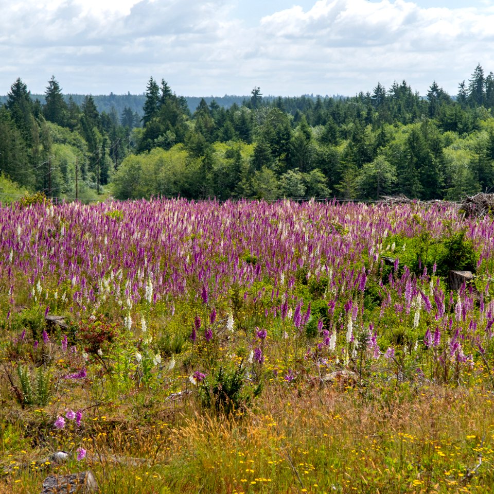 2019-6 Foxglove Farm-3751