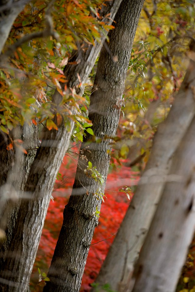 紅葉