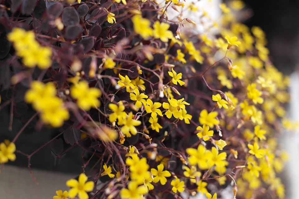 Flowers potted plant spring flowers
