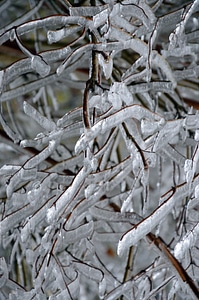 Frost aesthetic branches