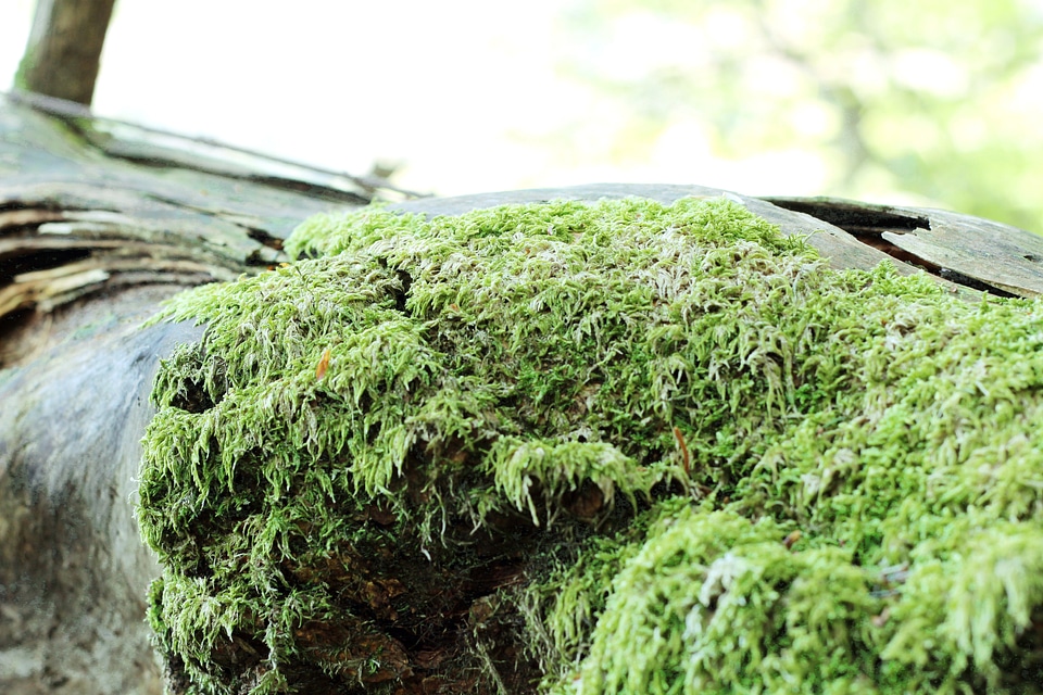 Forest green tree